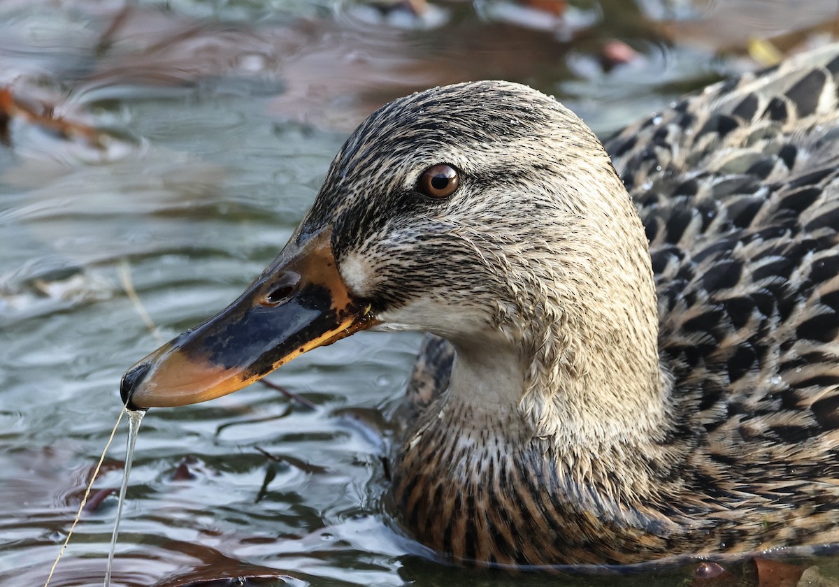 ברכיה - ML646313617
