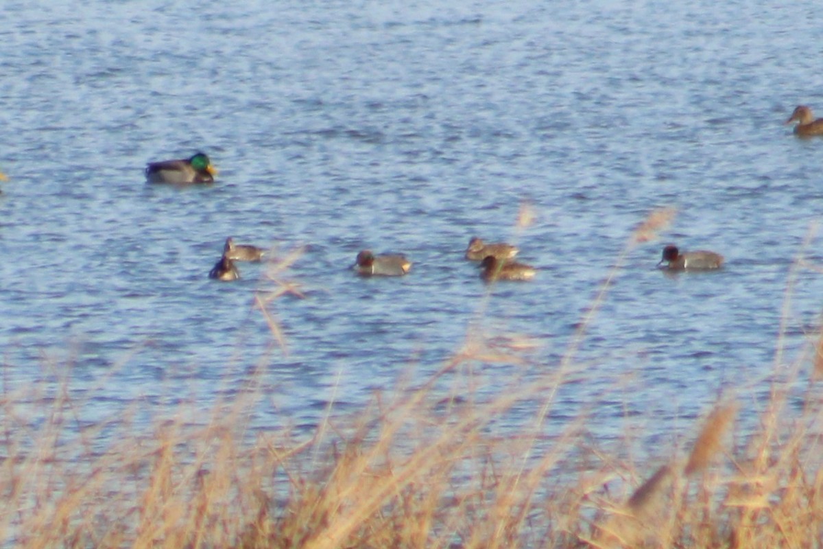 Green-winged Teal (American) - ML646313619