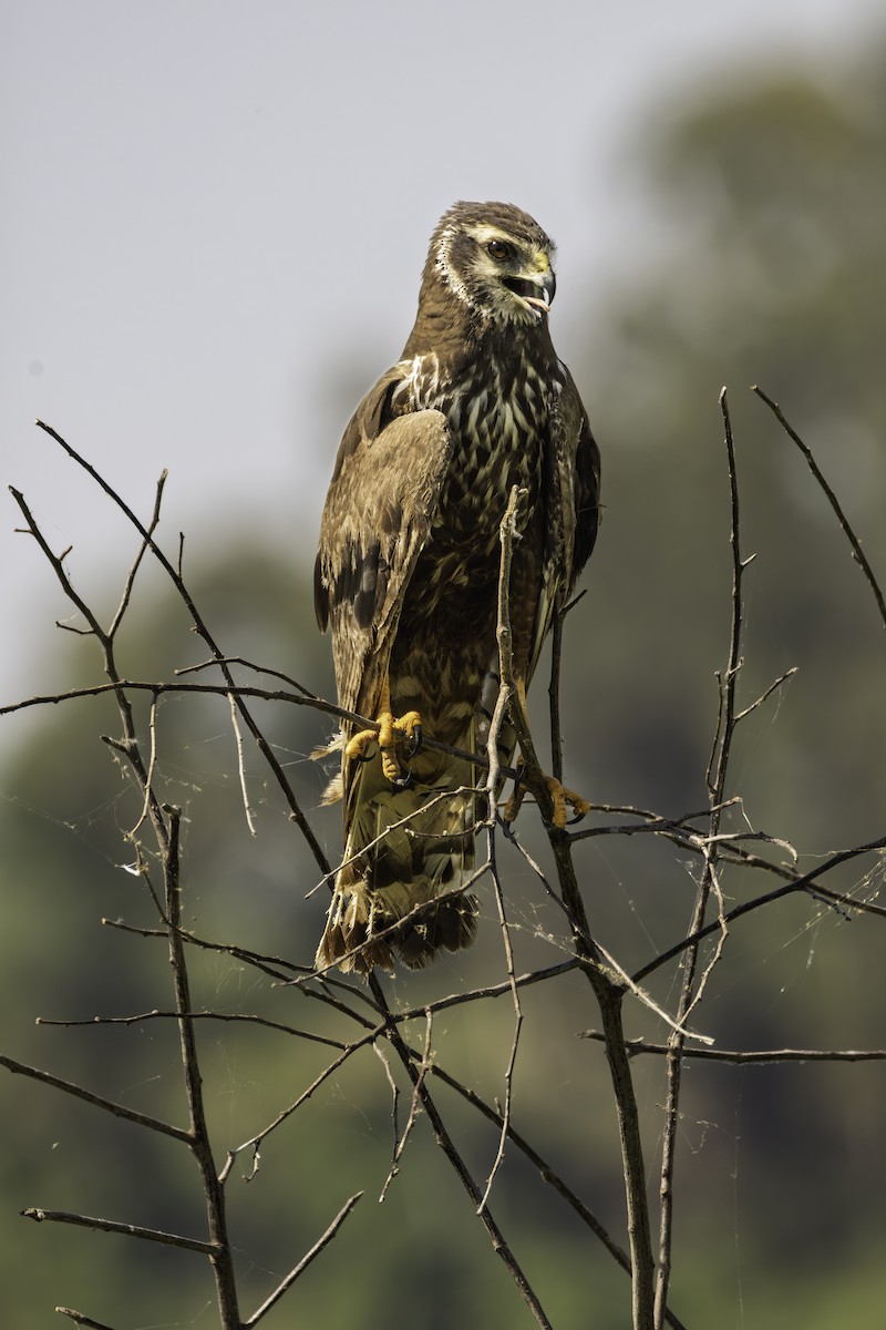 ハネナガチュウヒ - ML646313626