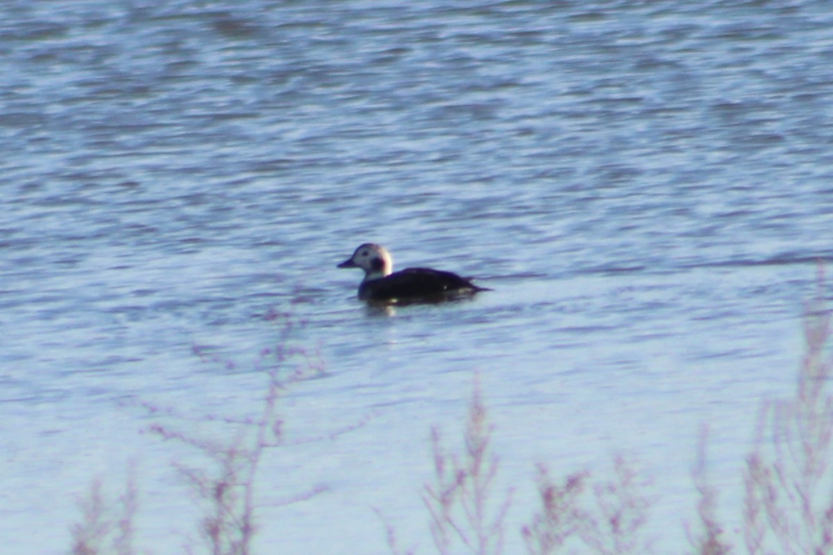 Морянка - ML646313627