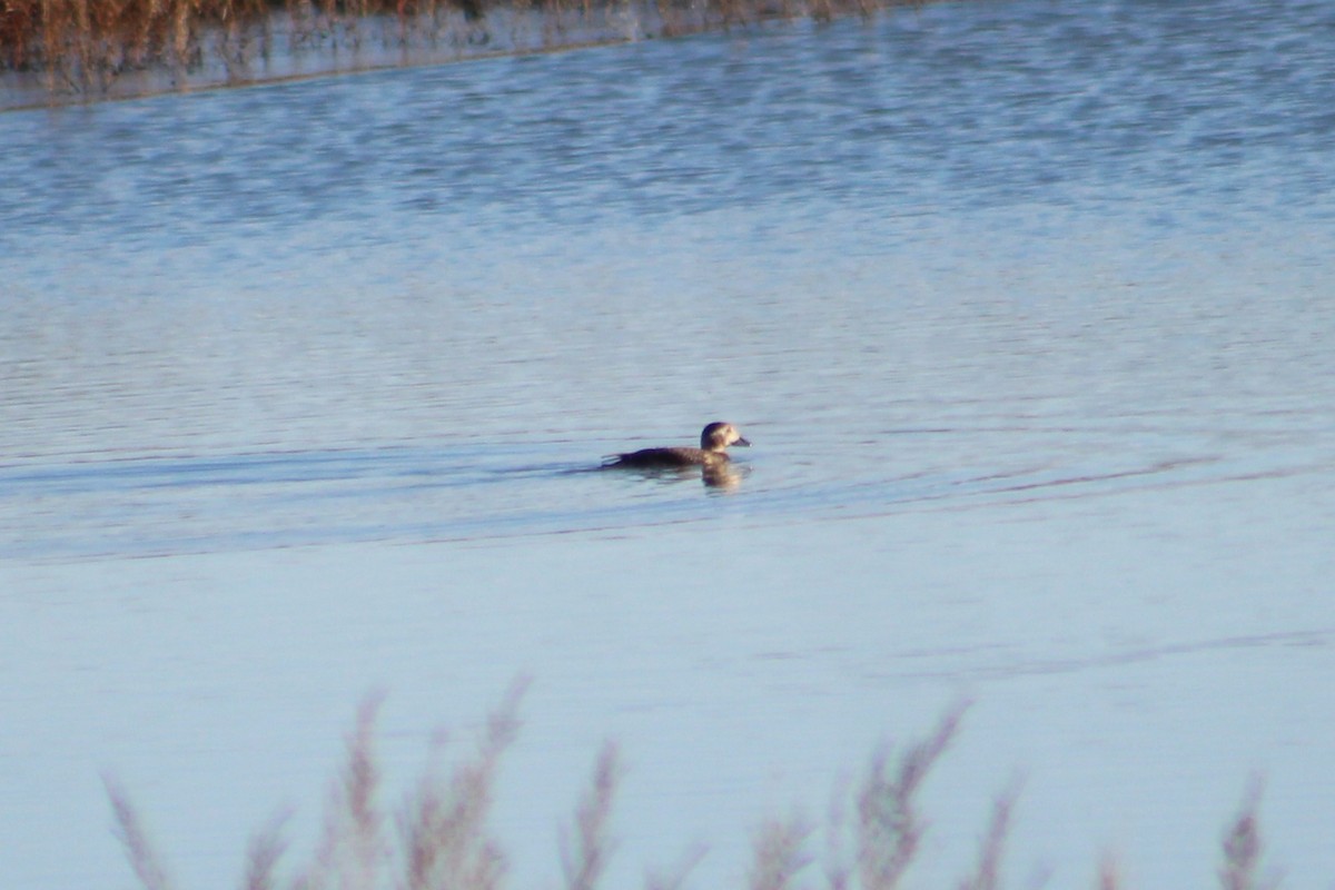 Морянка - ML646313628