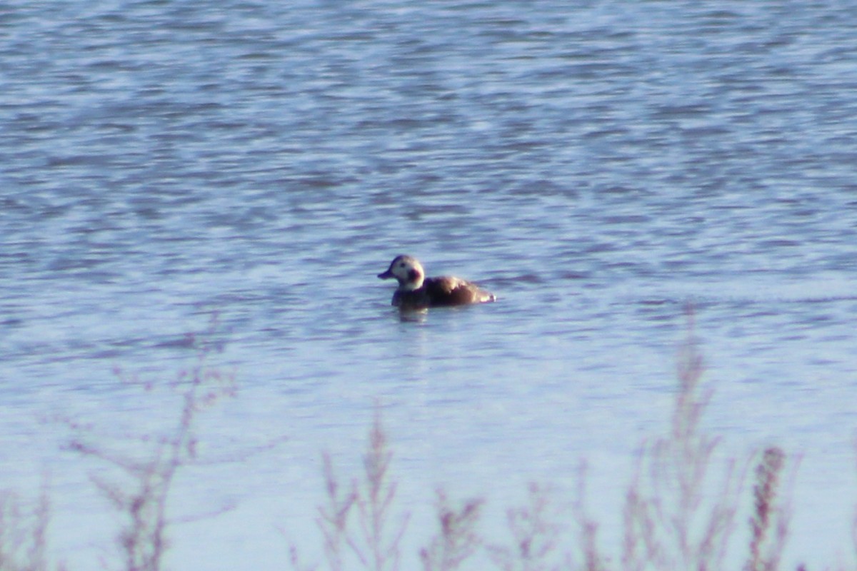 Морянка - ML646313629