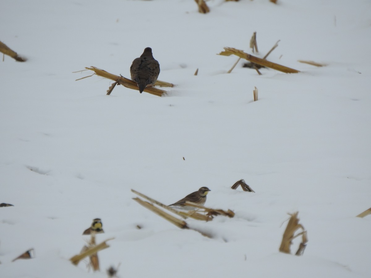 ナゲキバト - ML646313632