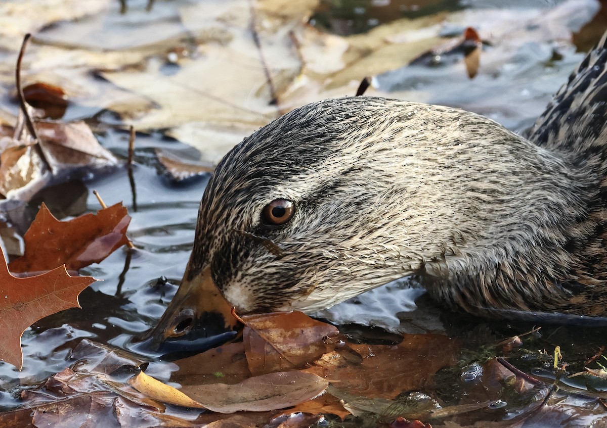 マガモ - ML646313633