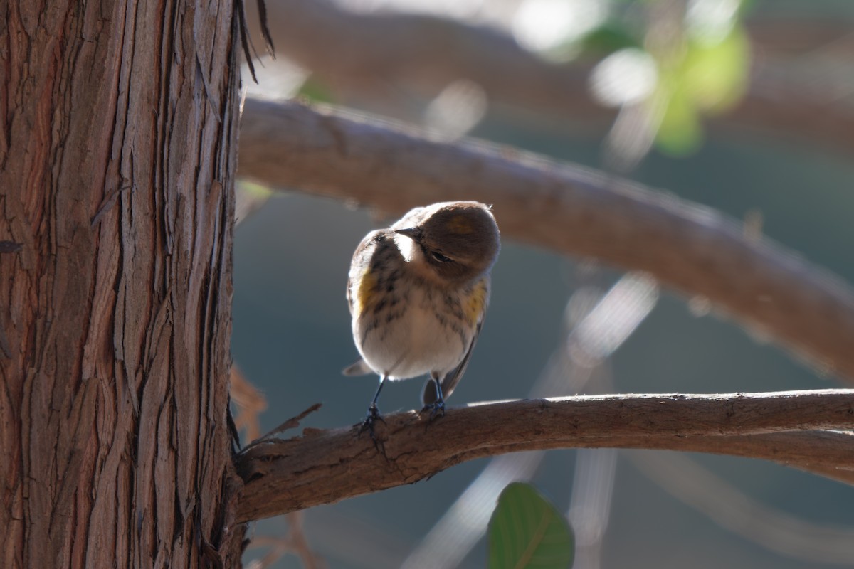 キヅタアメリカムシクイ（coronata） - ML646313634