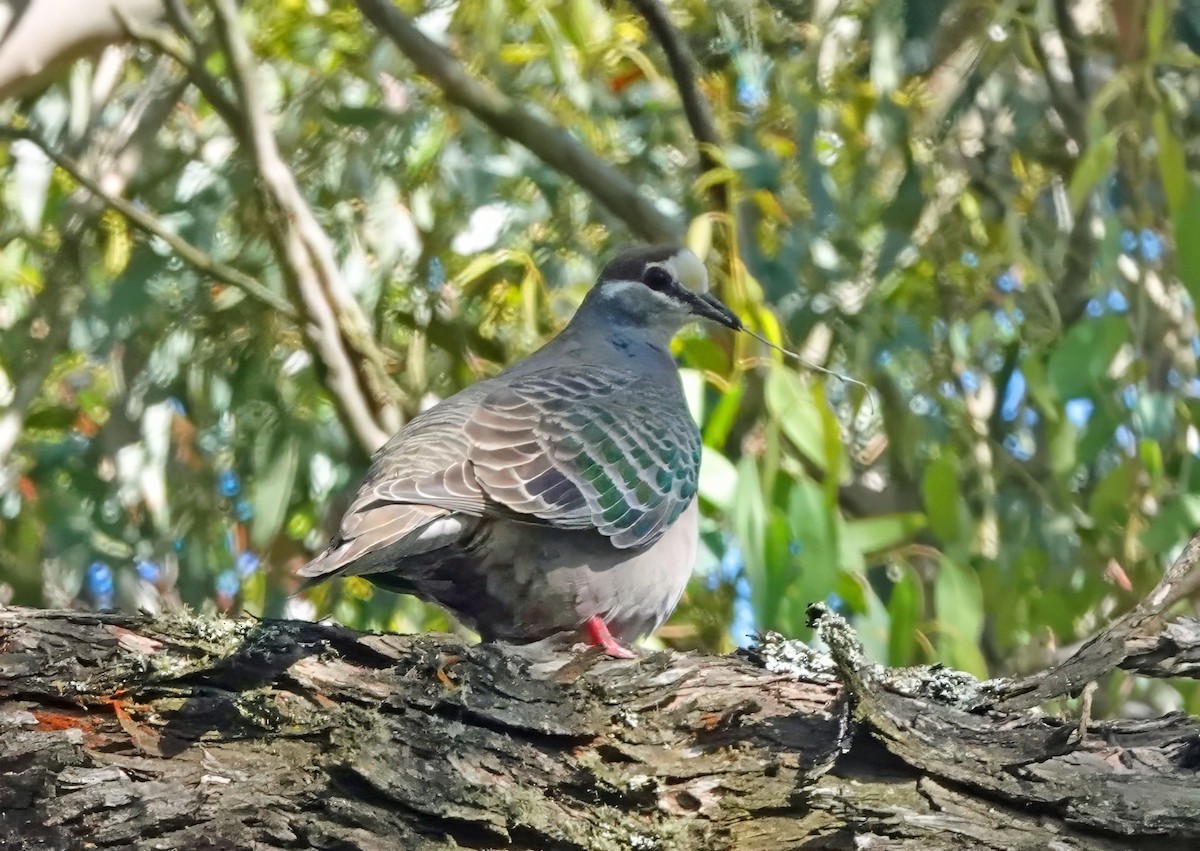 ニジハバト - ML646313635