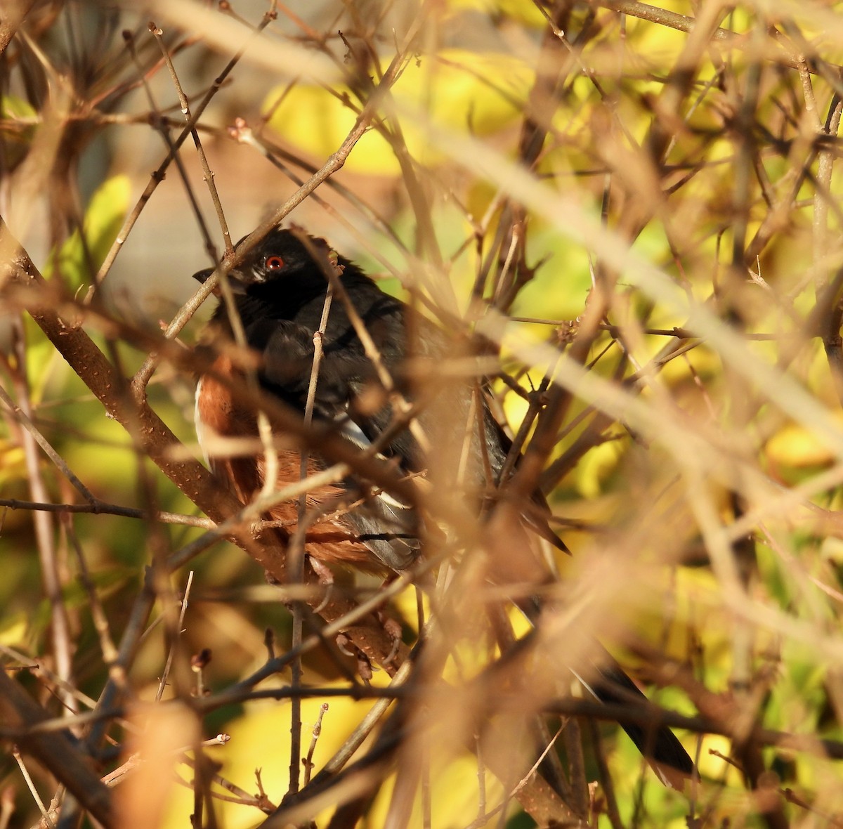 ワキアカトウヒチョウ - ML646313636