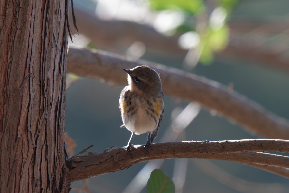 キヅタアメリカムシクイ（coronata） - ML646313637