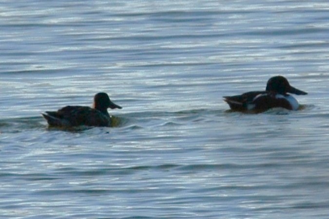 ハシビロガモ - ML646313639