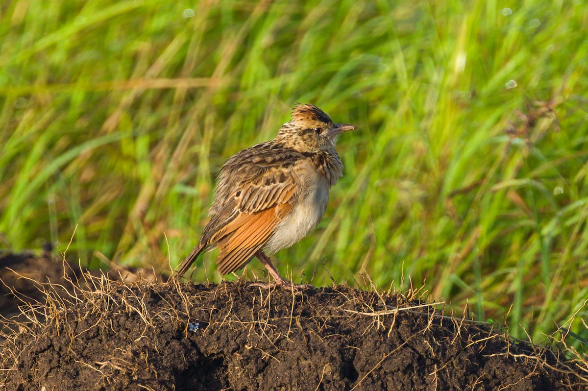 Rufous-naped Lark - ML646313640