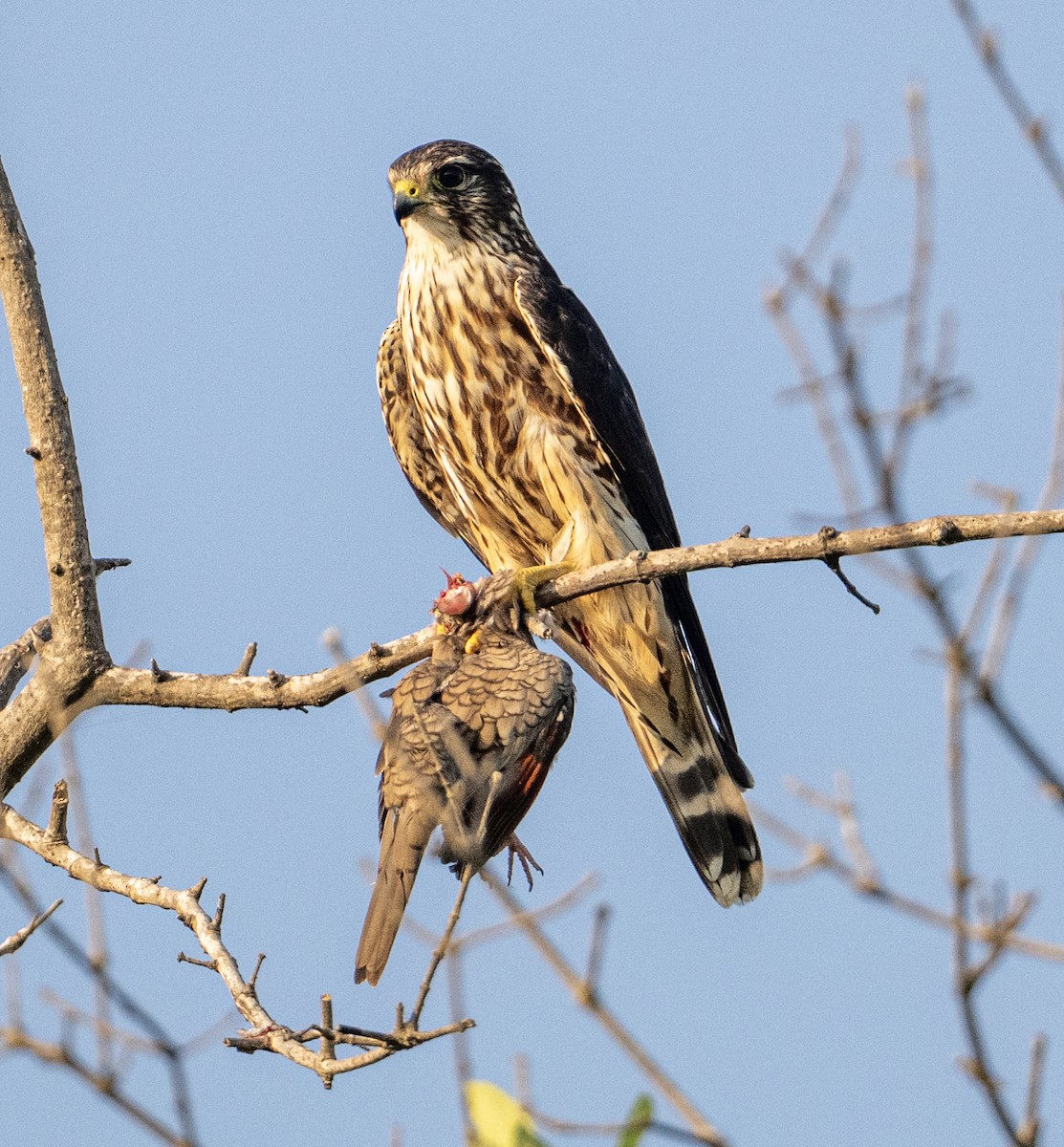 コチョウゲンボウ - ML646313641