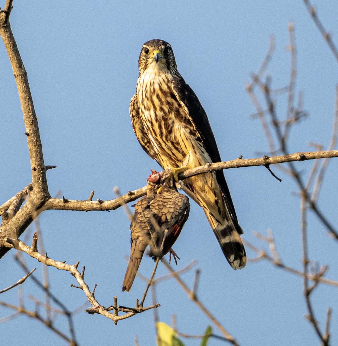 コチョウゲンボウ - ML646313642