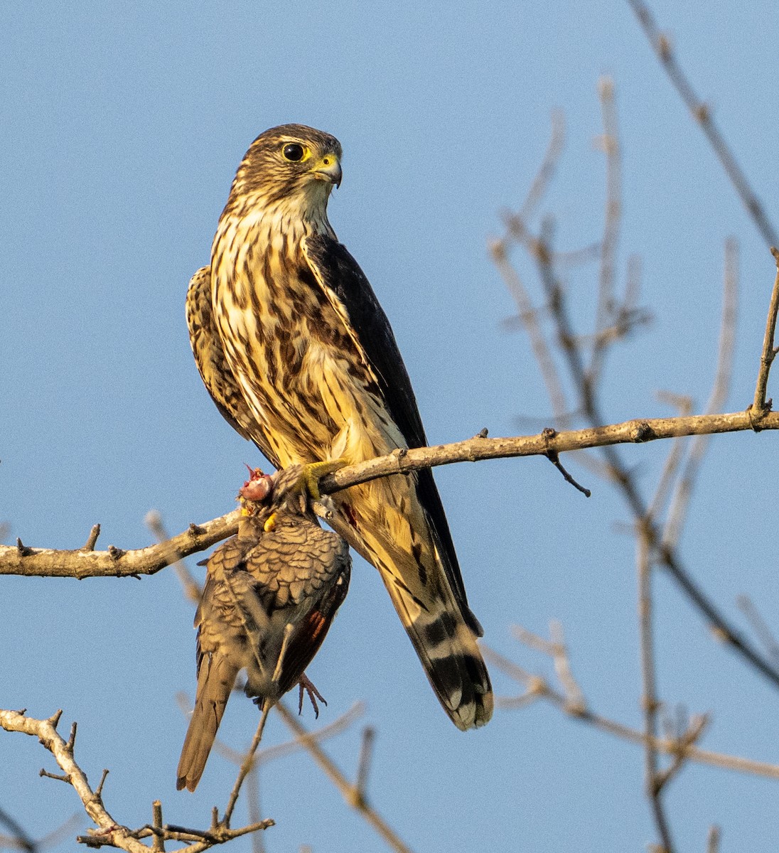 コチョウゲンボウ - ML646313643