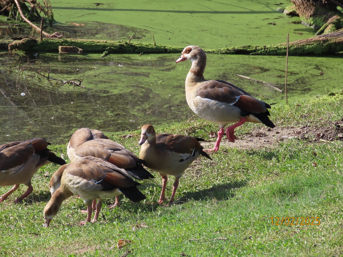 エジプトガン - ML646313644