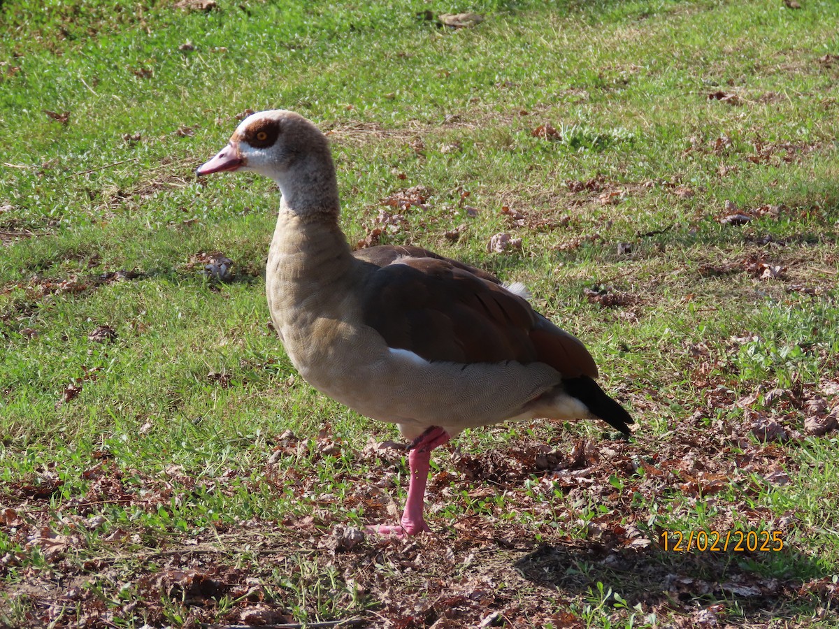 エジプトガン - ML646313645