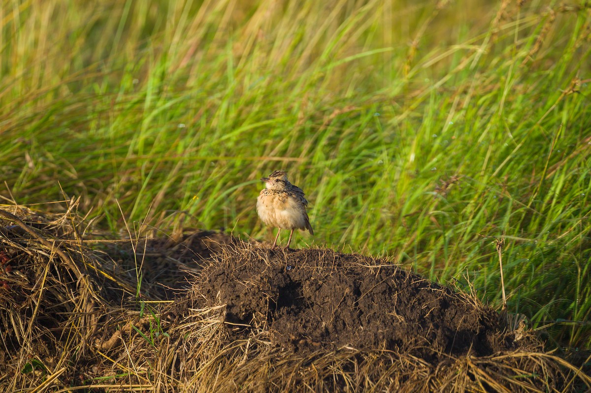 Rufous-naped Lark - ML646313646