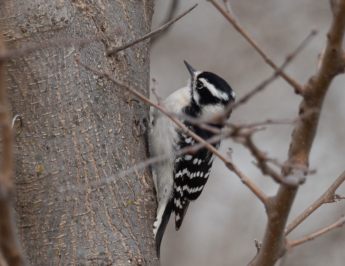 セジロコゲラ - ML646313648