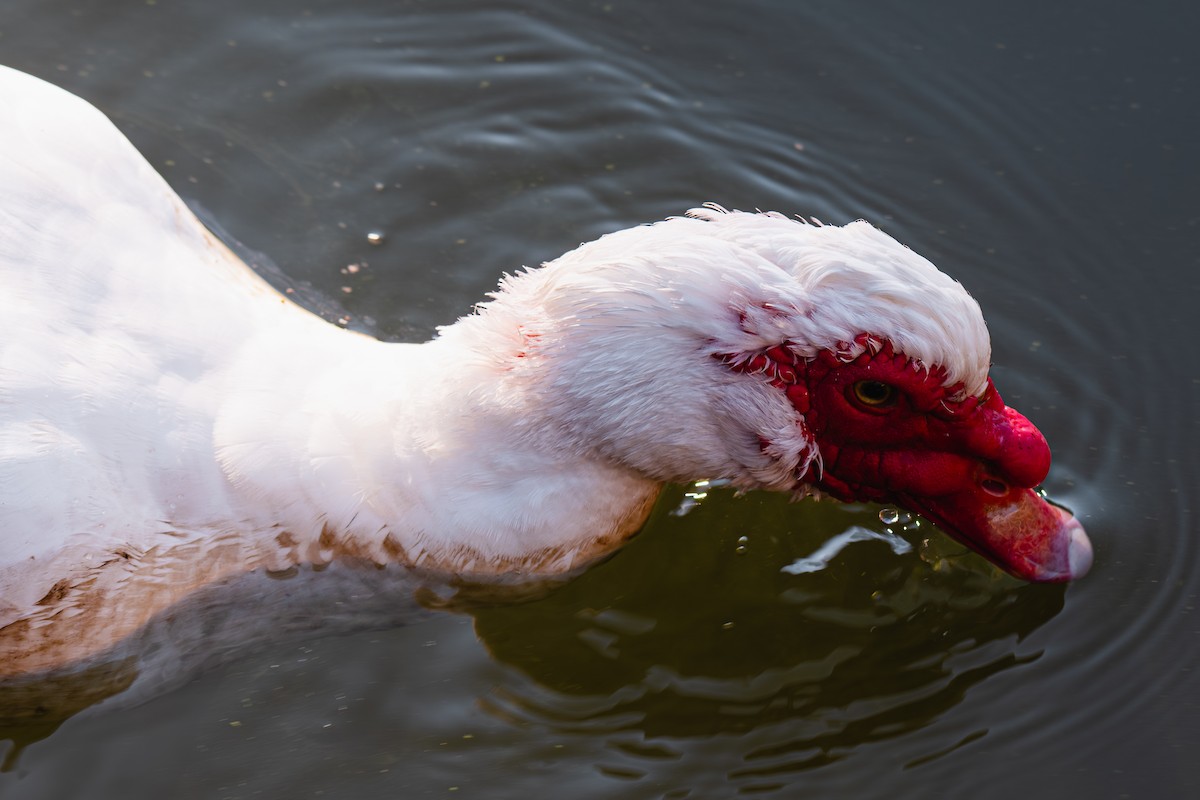 ノバリケン（家畜） - ML646313649