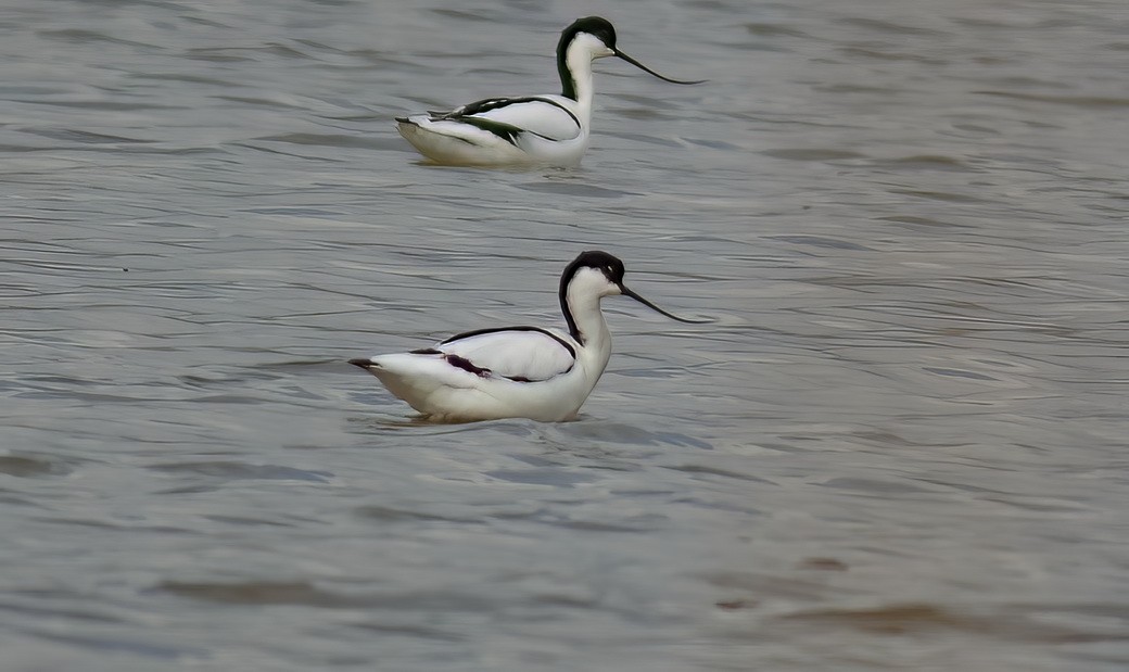 ソリハシセイタカシギ - ML646313650