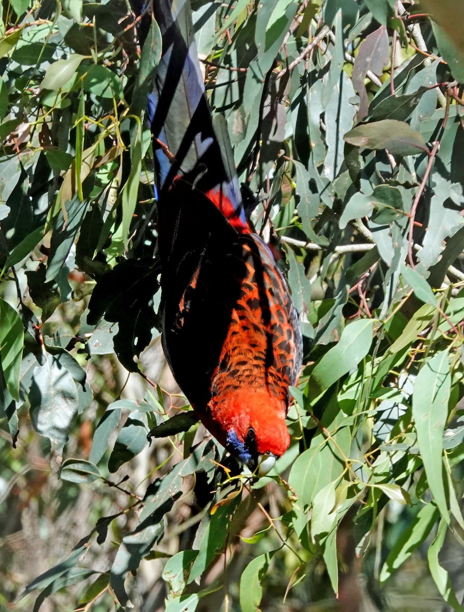 アカクサインコ - ML646313651