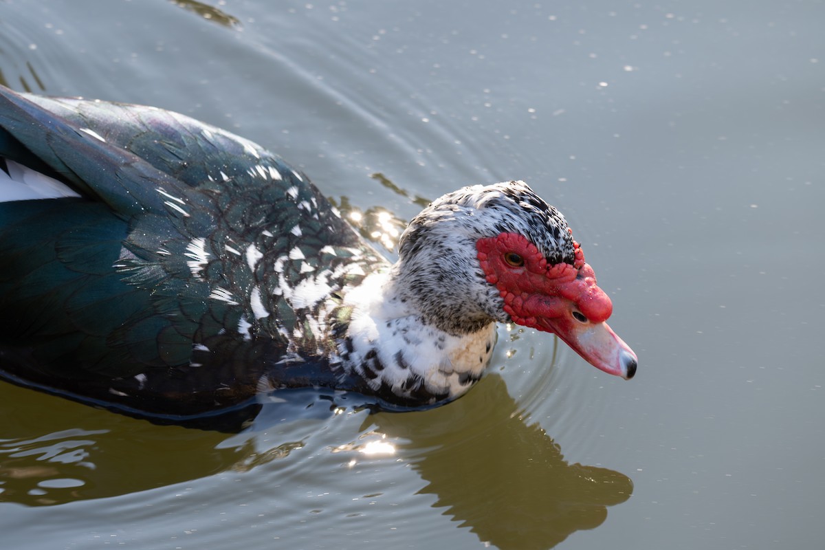 ノバリケン（家畜） - ML646313652