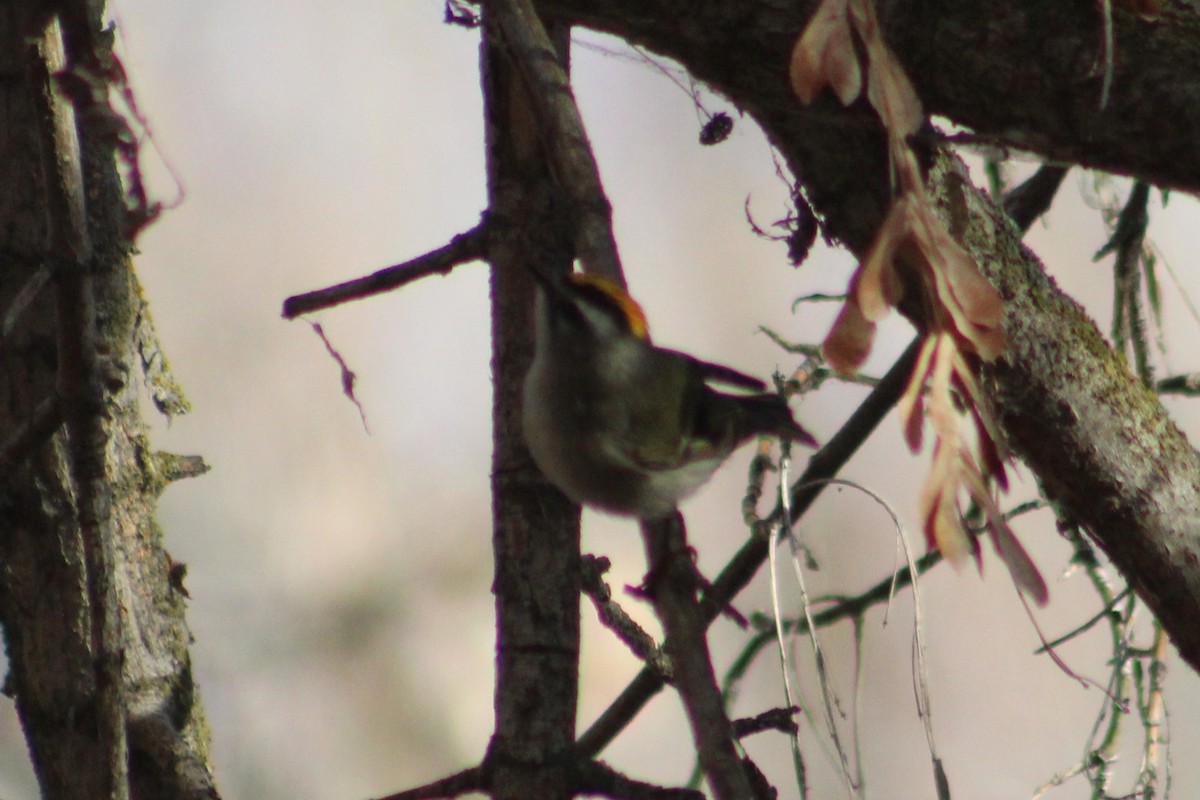 アメリカキクイタダキ - ML646313653