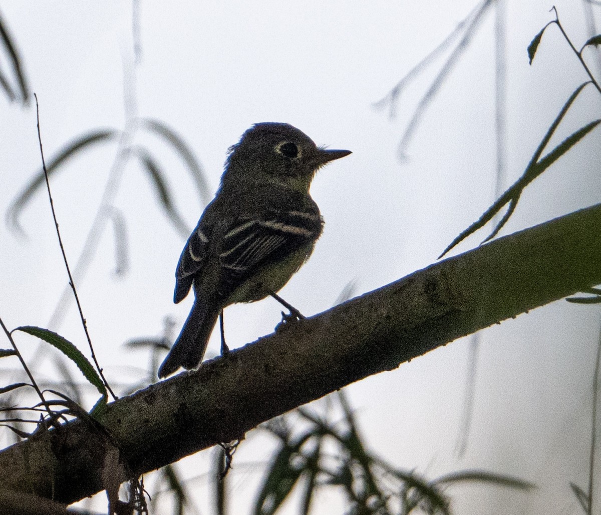 Western Flycatcher - ML646313657