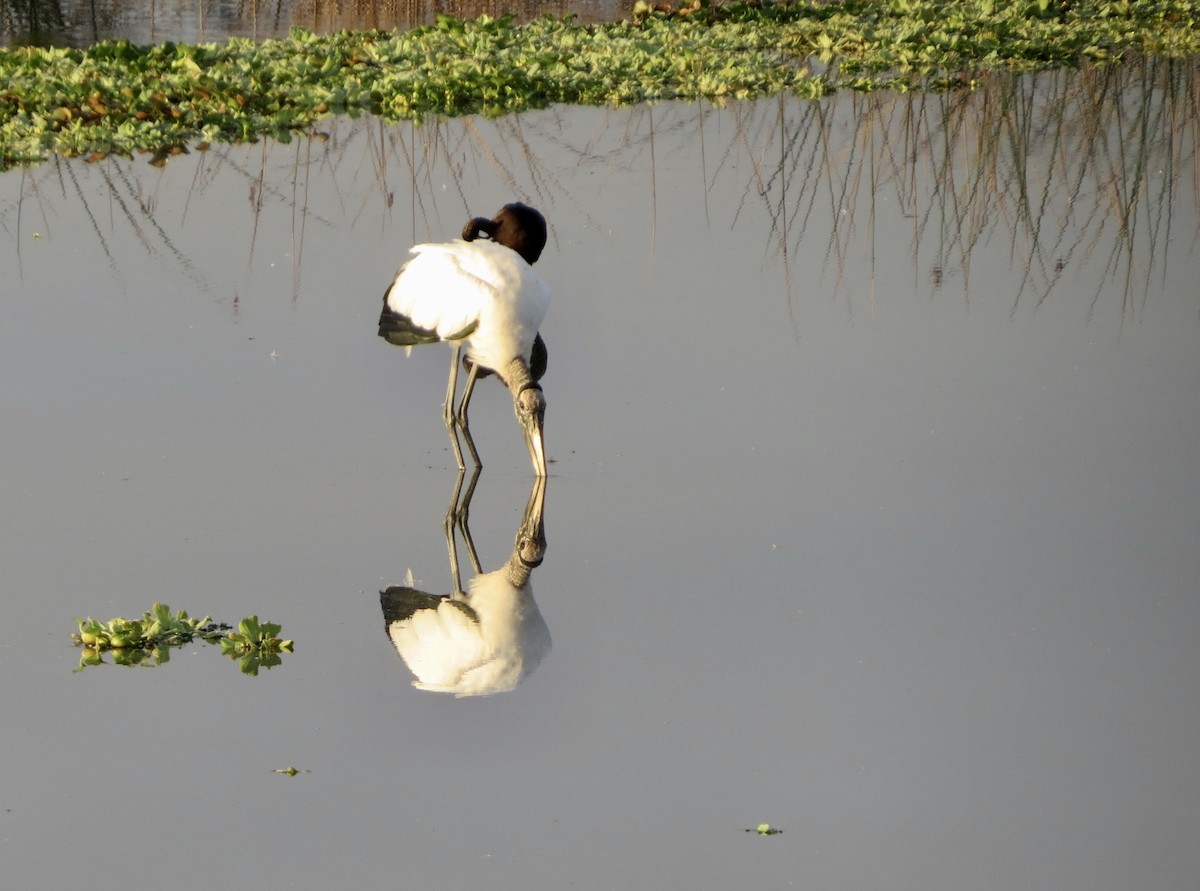 アメリカトキコウ - ML646313658