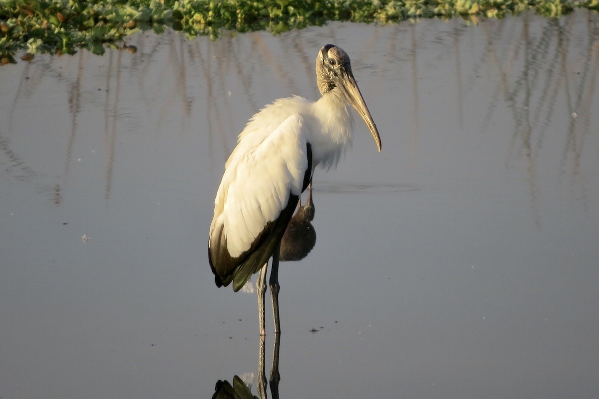 アメリカトキコウ - ML646313659