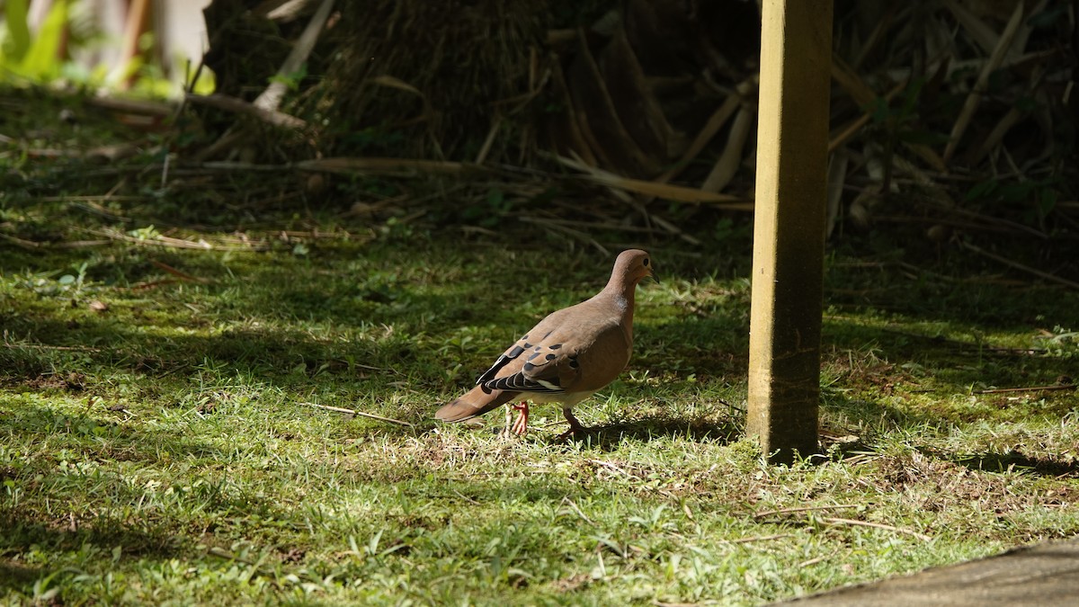 シマハジロバト - ML646313660