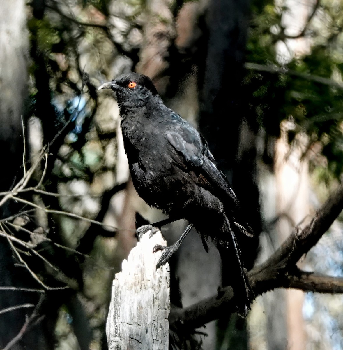 オオツチスドリ - ML646313661