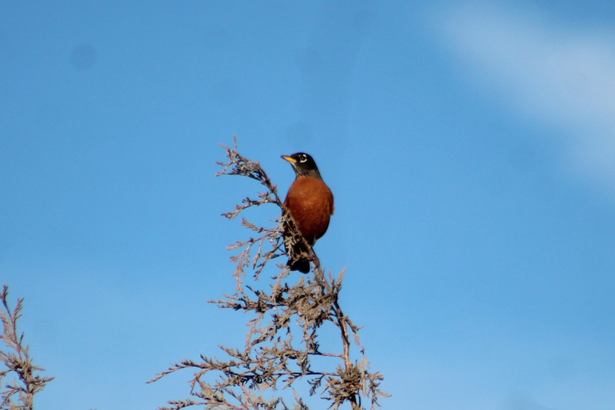 American Robin - ML646313662