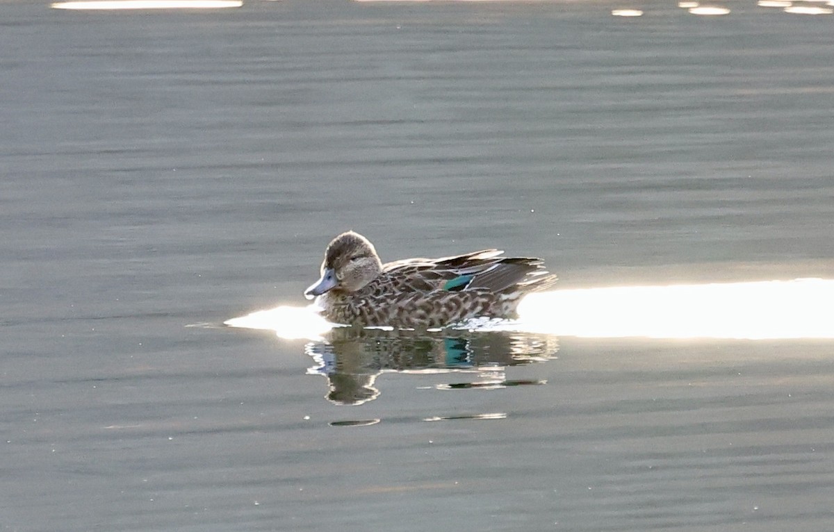 שרשיר - ML646313665