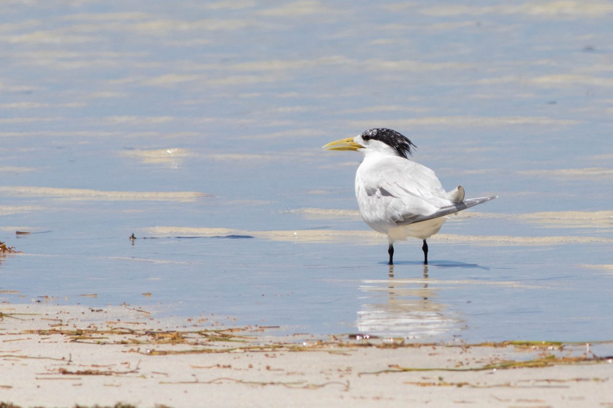 Great Crested Tern - ML646313676