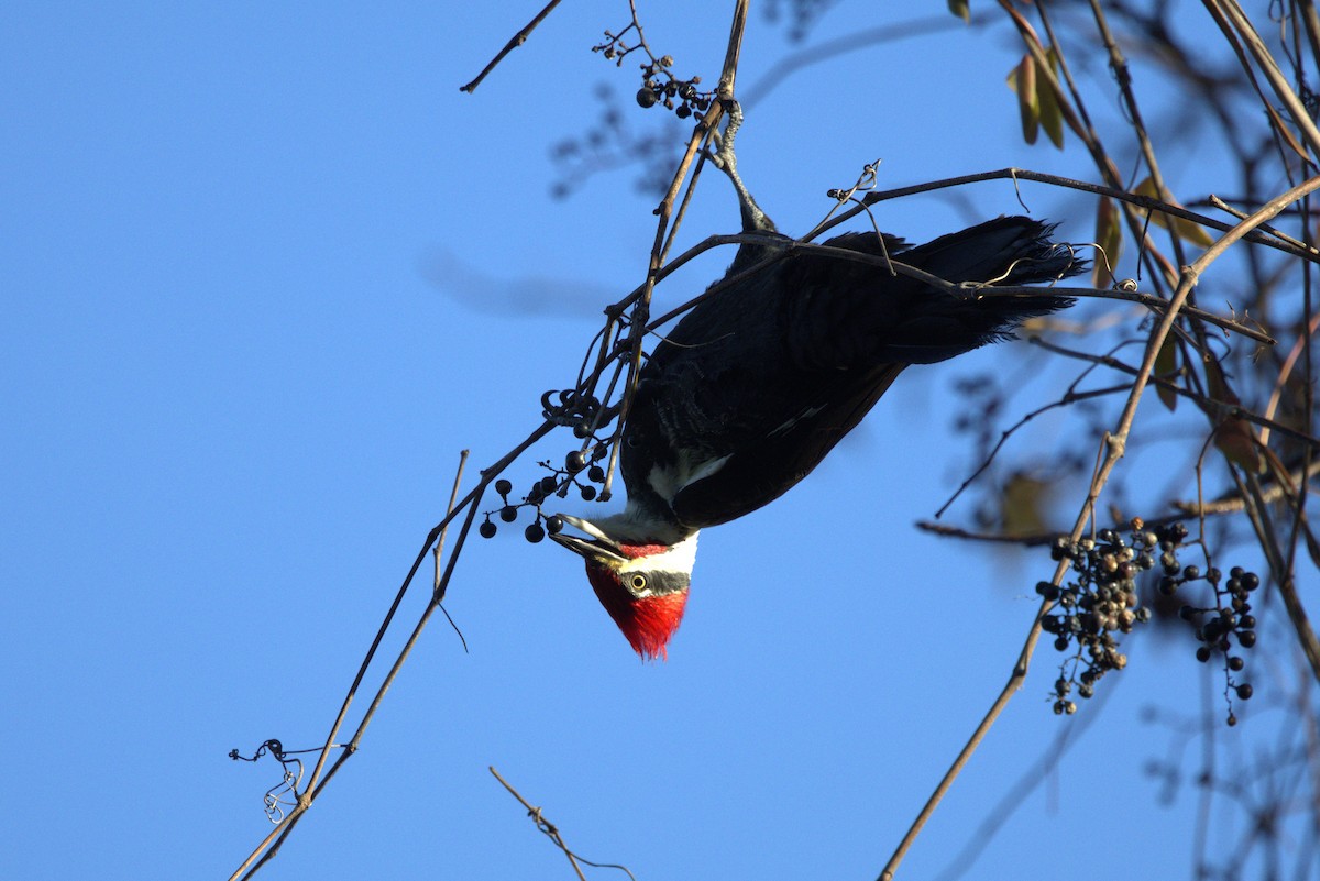 Pileated Woodpecker - ML646313681
