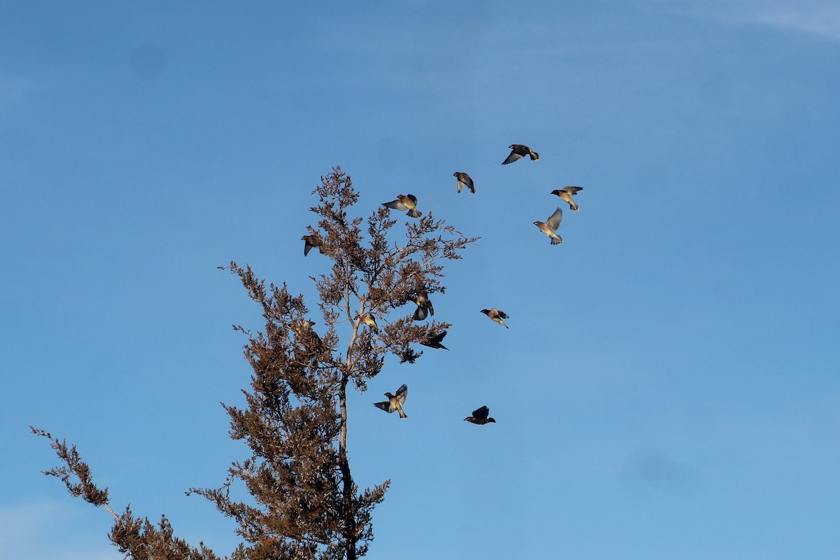 ヒメレンジャク - ML646313682