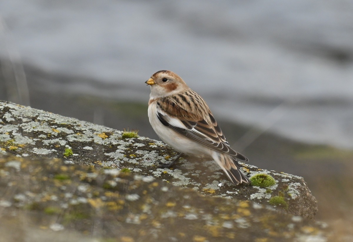 Snow Bunting - ML646313686