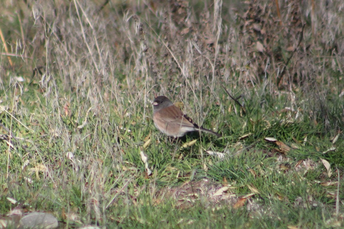 Dark-eyed Junco - ML646313695