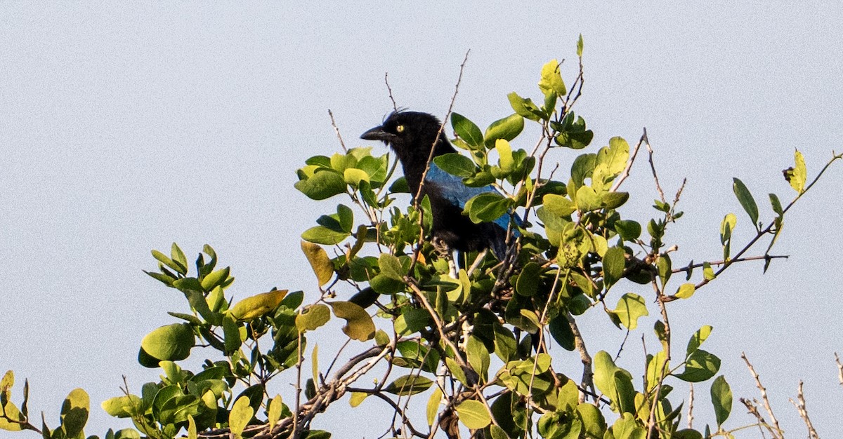 ヌレバカケス - ML646313696