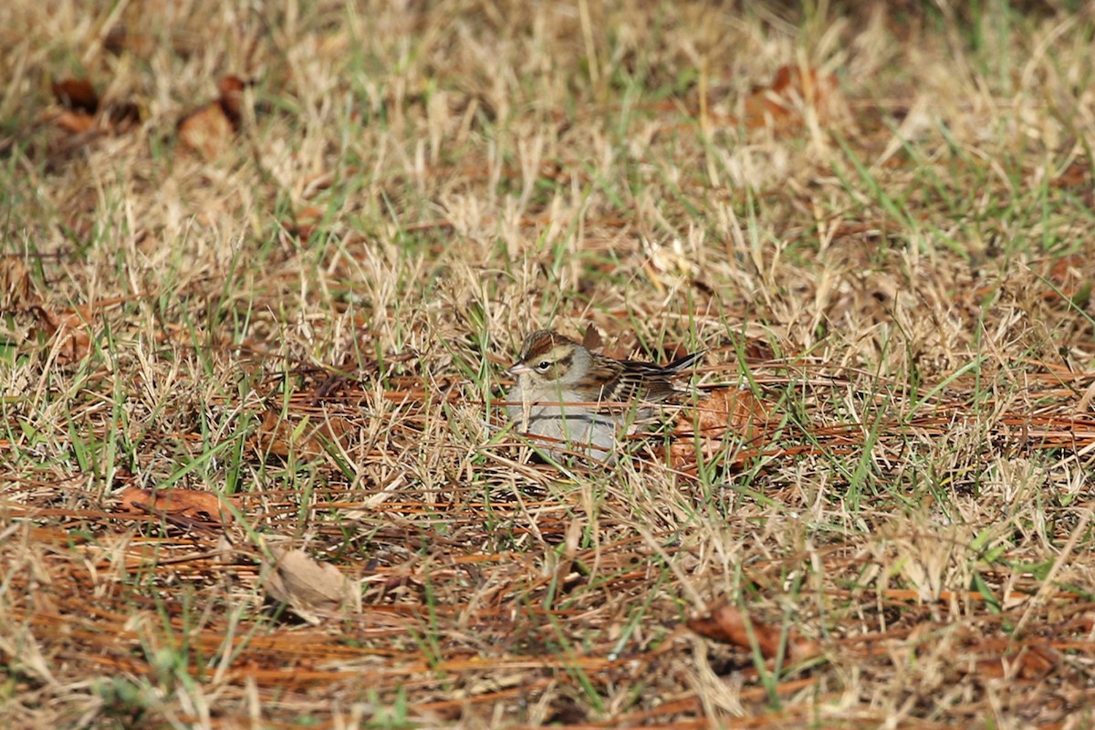 Chipping Sparrow - ML646313700