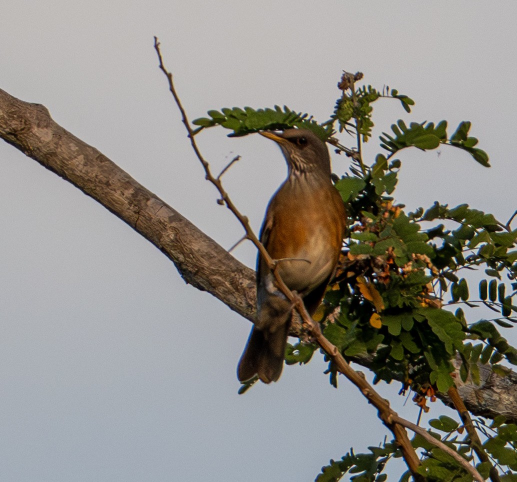 rusttrost - ML646313701