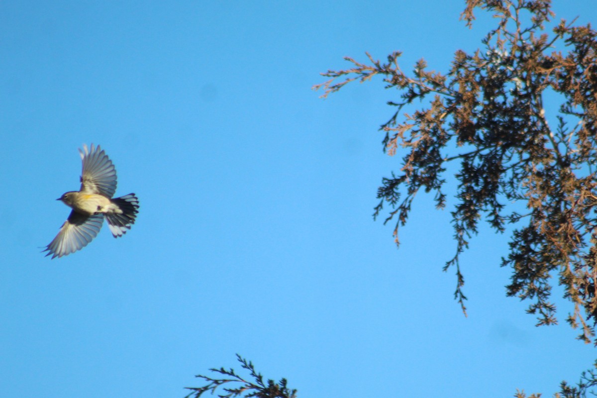 Пісняр-лісовик жовтогузий - ML646313702