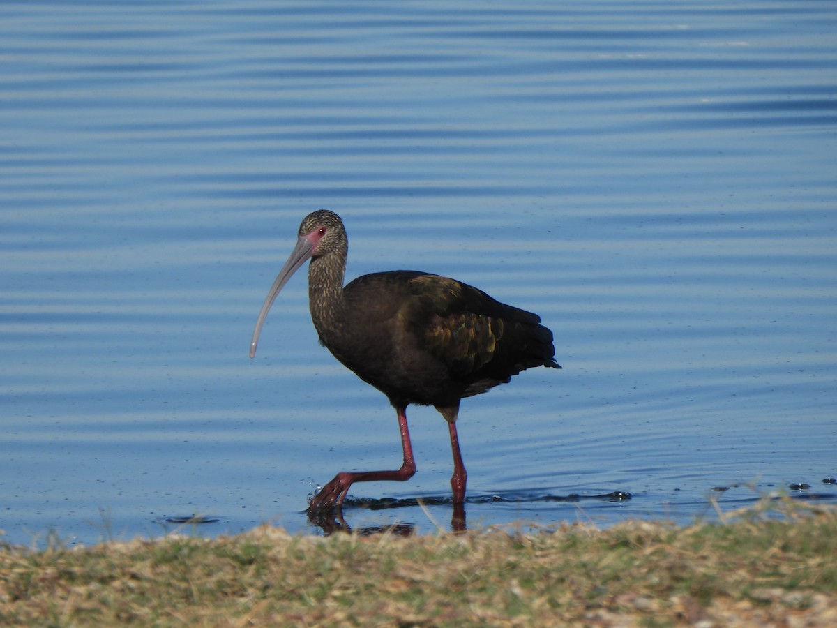 White-faced Ibis - ML646313703