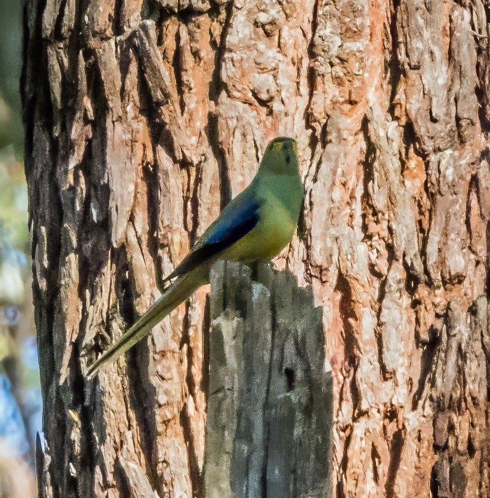 Blue-winged Parrot - ML646313704
