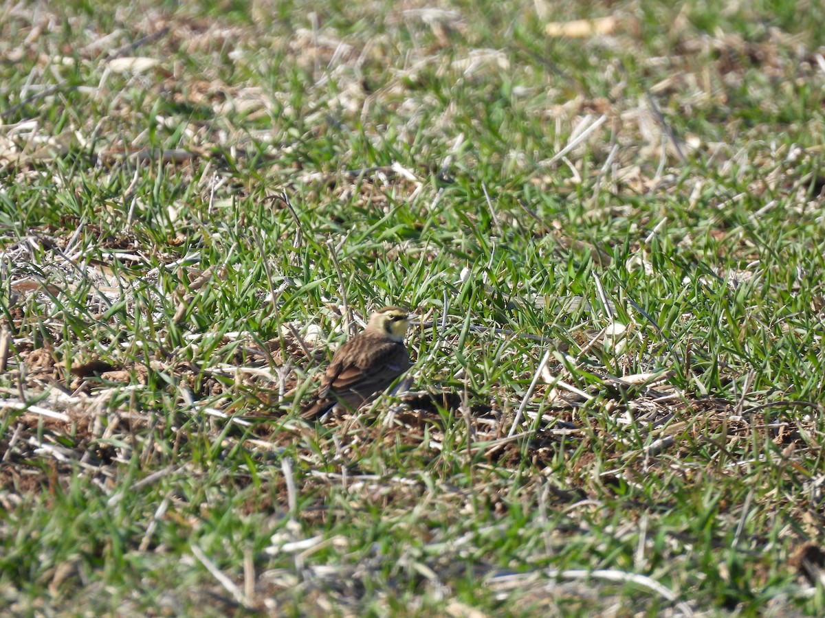 Horned Lark - ML646313705