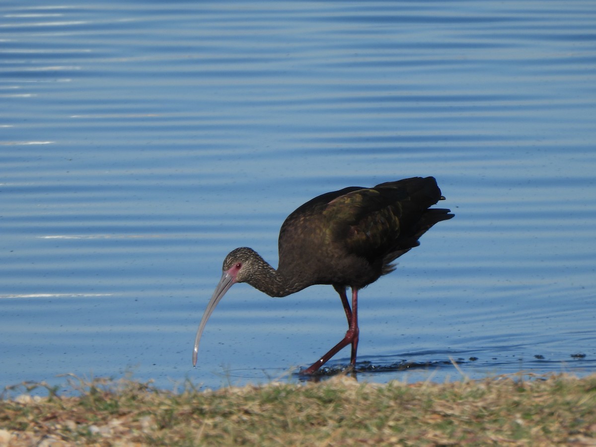 White-faced Ibis - ML646313710