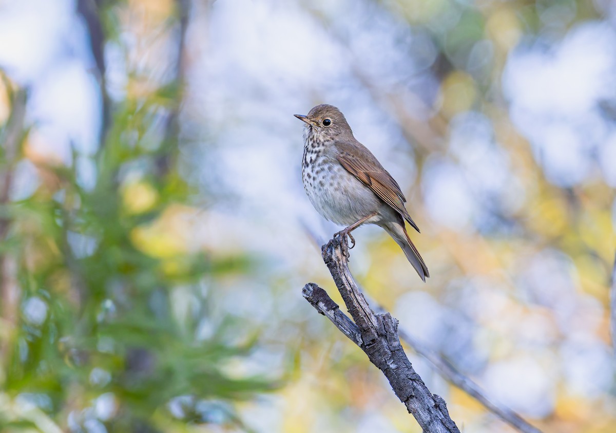 Hermit Thrush - ML646313712