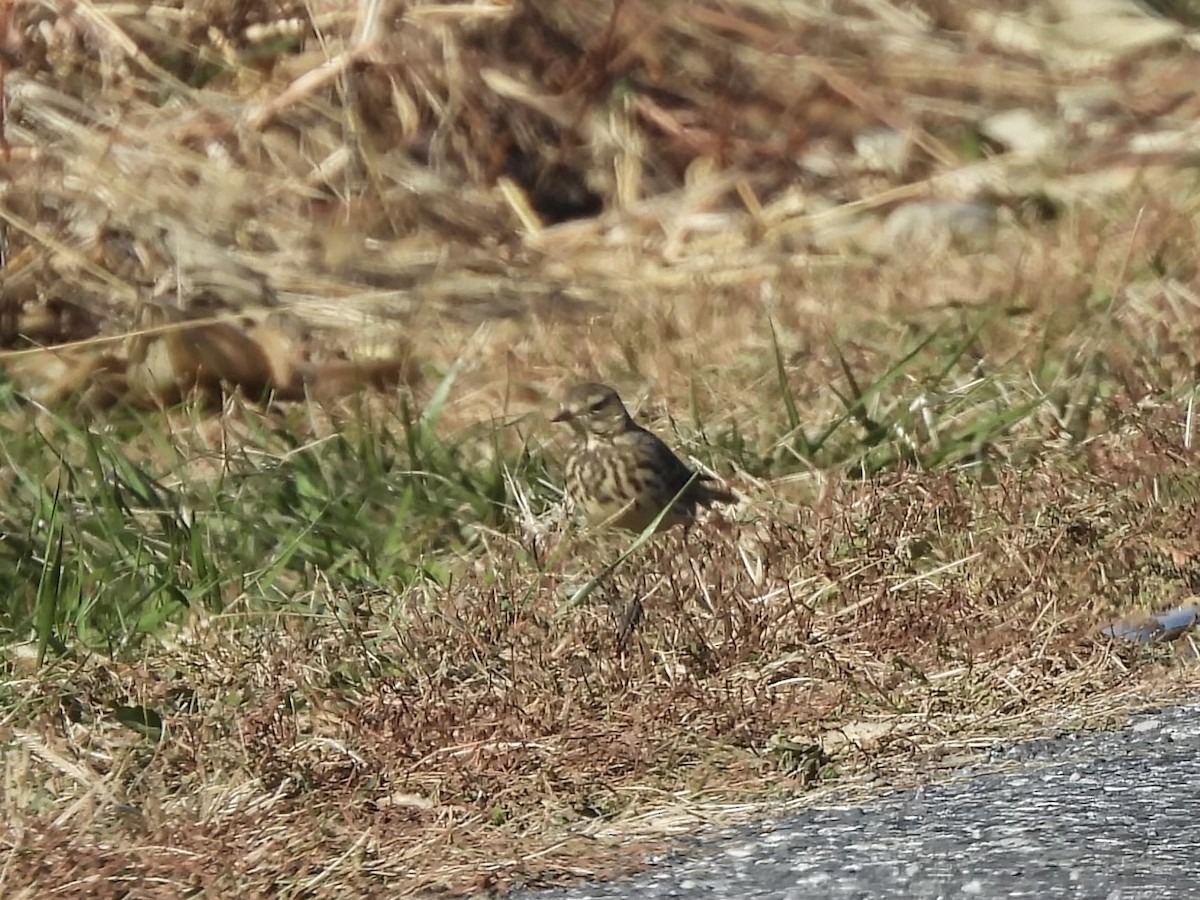 American Pipit - ML646313713