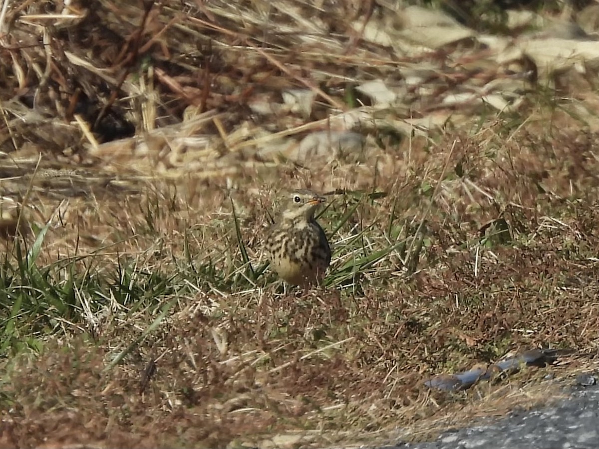American Pipit - ML646313714