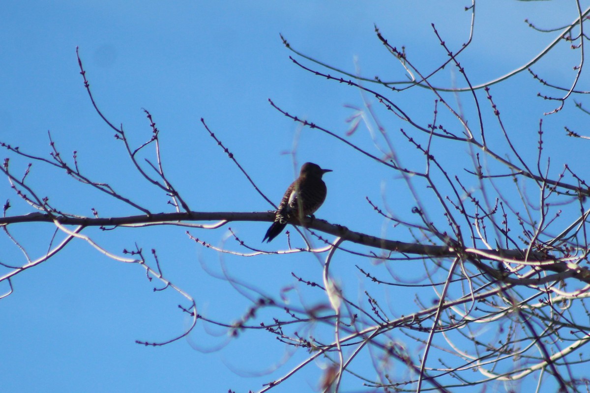 Northern Flicker (Red-shafted) - ML646313717